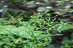Ranunculus sceleratus